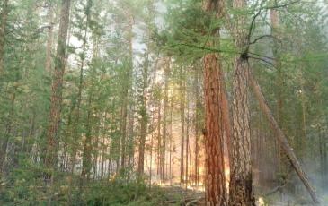 Лесной пожар на территории Прибайкальского Национального заповедника 